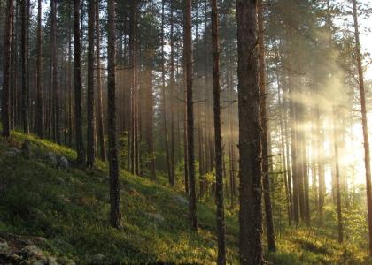 Дискуссионный клуб на тему: «Судьба защитных лесов Карельского перешейка» в СПбГЛТУ